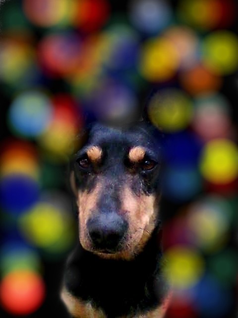 Dog.jpg